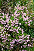 ERICA TERMINALIS