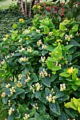 HYPERICUM X INODORUM MAGICAL BEAUTY (R) KOLMBEAU