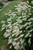 PENNISETUM VILLOSUM FLUFFY