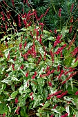 PERSICARIA AMPLEXICAULIS EASTFIELD