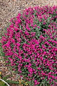 SCUTELLARIA SUFFRUTICOSA TEXAS ROSE