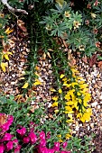 ULEX GALLII MIZEN