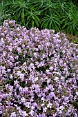 SAPONARIA X LOMPERGII MAX FREI