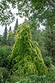FAGUS SYLVATICA AUREA PENDULA LATE SUMMER