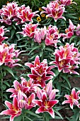 LILIUM COLOUR CARPET DAZZLER