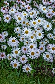 ERIGERON SOMMERNEUSCHNEE