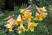 LILIUM GOLDEN SPLENDOUR