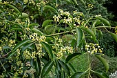 EUONYMUS HAMILTONIANUS