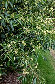 EUONYMUS HAMILTONIANUS