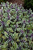 SALVIA OFFICINALIS TRICOLOR