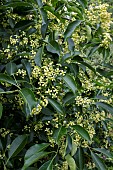 EUONYMUS HAILTONIANUS
