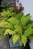 GOLDEN FERNS IN SHADE TROUGH