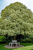 LIGUSTRUM LUCIDUM EXCELSUM SUPERBUM