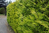 GOLDEN CONIFER HEDGE