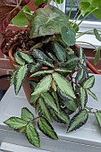 PROCRIS REPENS