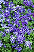 PHLOX MOODY BLUES