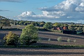 SUFFOLK LANDSCAPE