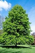 TILIA CORDATA