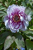 PAEONIA SUFFRUTICOSA BLUE SAPPHIRE