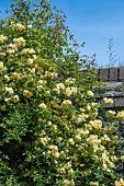 ROSA BANKSIAE LUTEA
