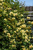 ROSA BANKSIAE LUTEA