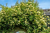 ROSA BANKSIAE LUTEA