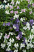 NEMESIA POETRY CANDYFLOSS MIXED