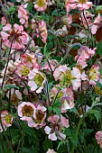 GEUM NUDGE & A WINK