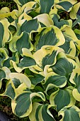 HOSTA MINI SKIRT