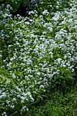 GALIUM ODORATUM