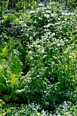 WHITE GARDEN/BORDER