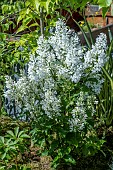 SYRINGA VULGARIS WHITE
