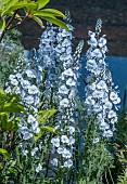 VERONICA GETIANOIDES