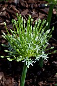 ALLIUM SCHUBERTII ALBA