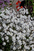 LYCHNIS FLOS-CUCULI PETITE HENRY