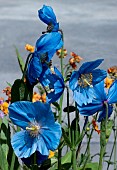 MECONOPSIS SHELDONII