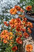 GEUM SCARLET TEMPEST