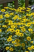 SANVITALIA SANTIAGO BRIGHT YELLOW