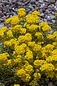 ALYSSUM WOLFENIANUM