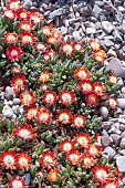 DELOSPERMUM LUCKHOFFII RUBY RED