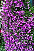 LOBELIA ERINUS PURPLE STAR AGM