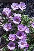 GERANIUM CINEREUM SOPHIE