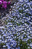 HOUSTONIA CAERULEA MILLARDS VARIETY