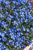 LITHODORA DIFFUSA WHITE STAR