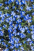LITHODORA DIFFUSA WHITE STAR
