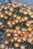 DELOSPERMA TOPAZ