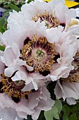 PAEONIA ROCKII
