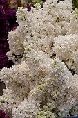 SYRINGA MADAME LEMOINE