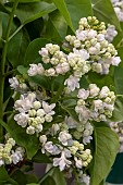 SYRINGA MADAME LEMOINE