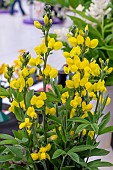 BAPTISIA LEMON MERANGUE
